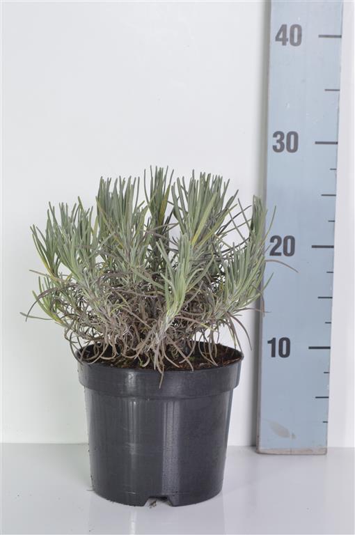 Lavendel ang. &