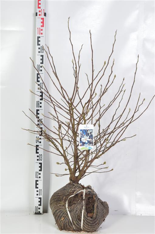 Magnolia stellata - 60-80 CM RB