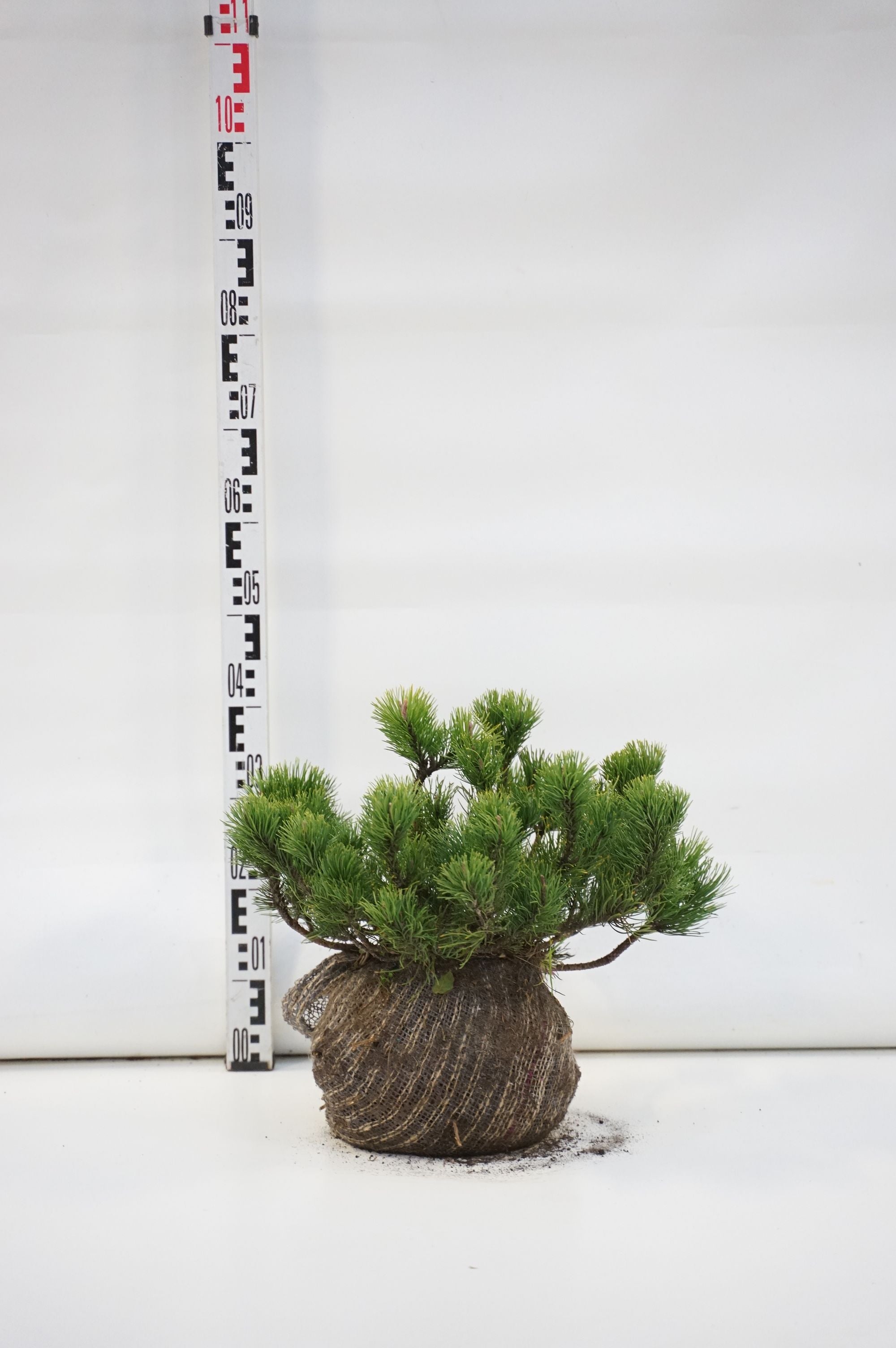 Tall mugo mugo (mughus) - 30-40 CM RB