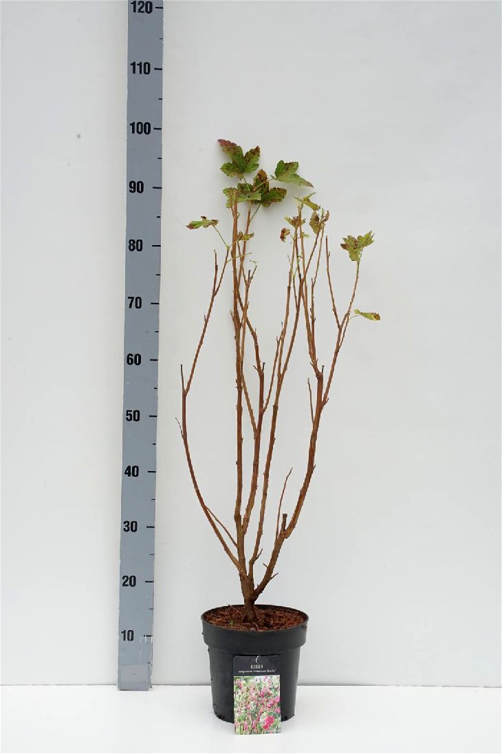 Ribes sanguineum &