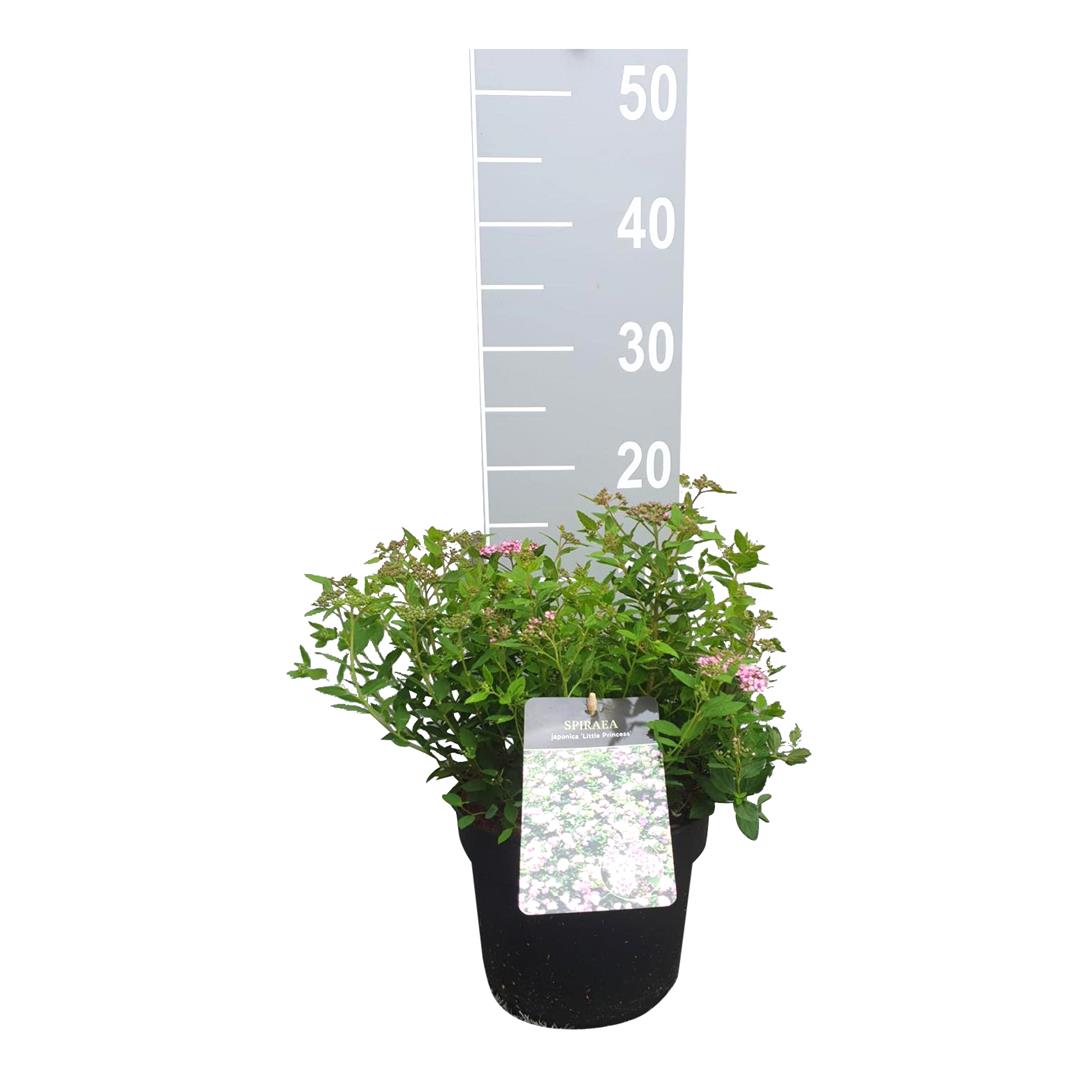 Spiraea japonica &