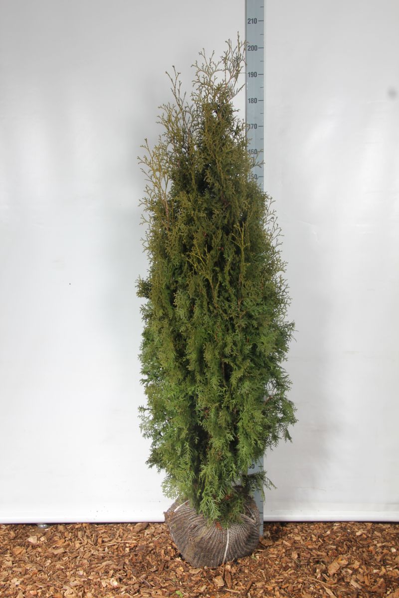 Thuja occ. &