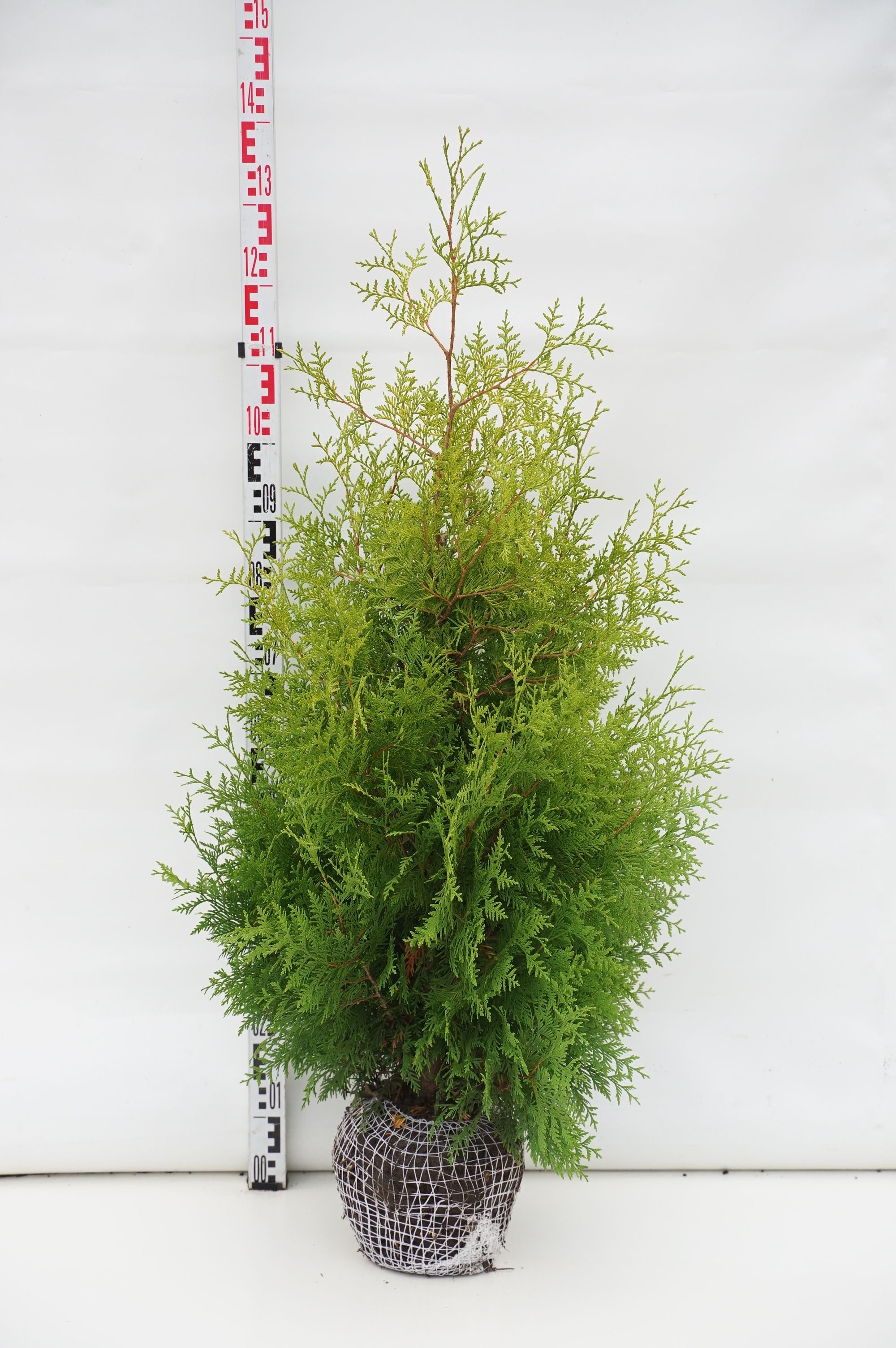 Thuja occ. &