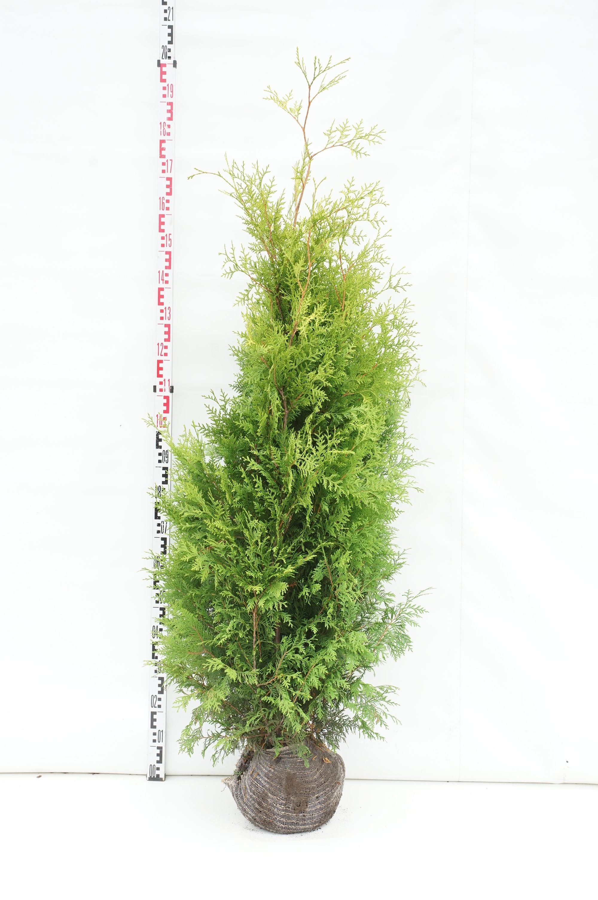 Thuja occ. &