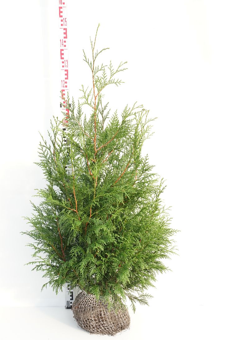 Thuja pl. &