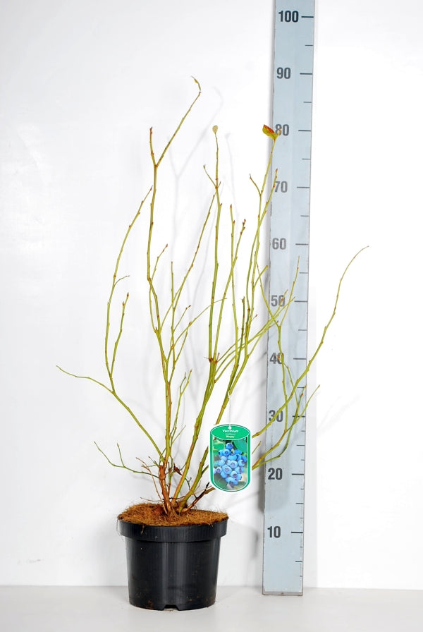 Vaccinium cor. &