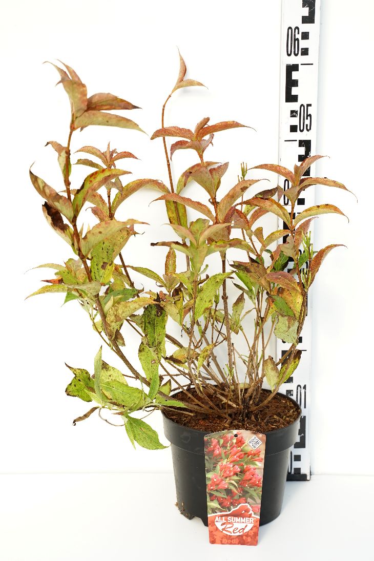 Weigela florida &
