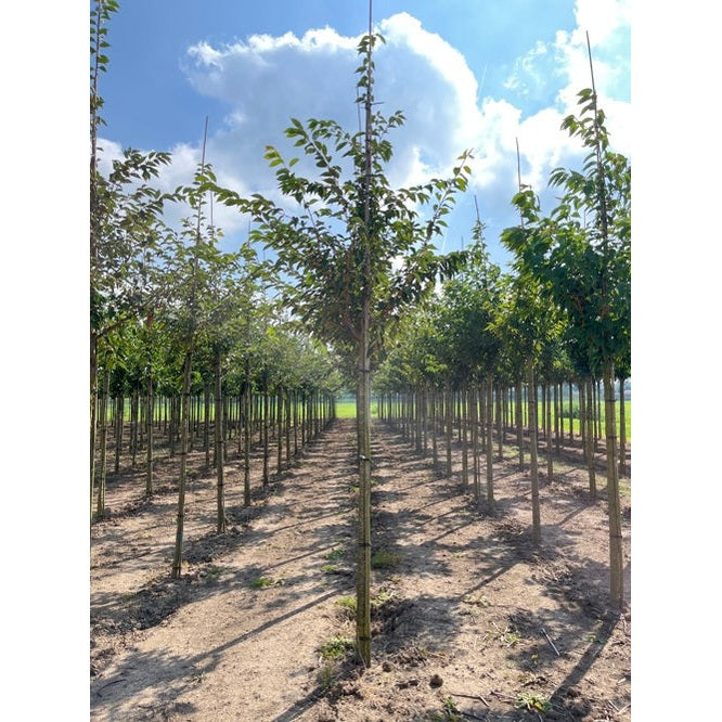 Prydnadskörsbär - Prunus 'Accolade' - Stammens omkrets 16-18 cm, höjd 3,5-4 meter, HS,