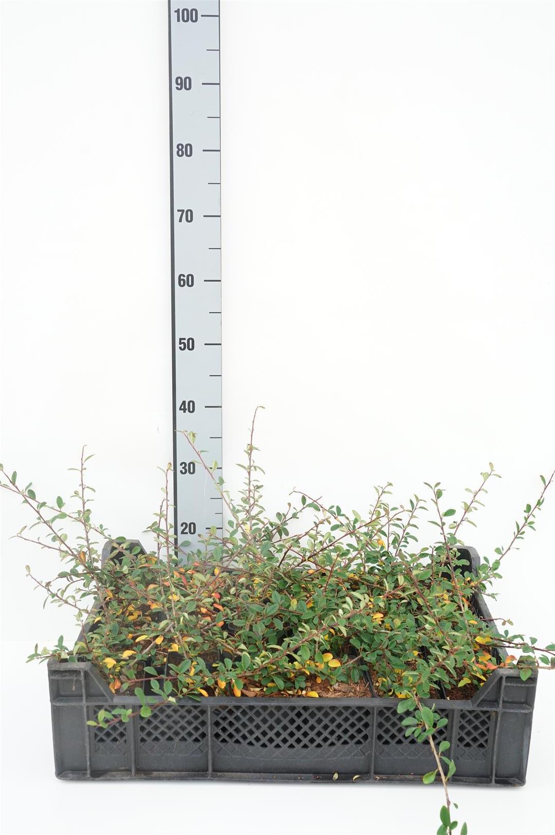 Cotoneaster rad. &
