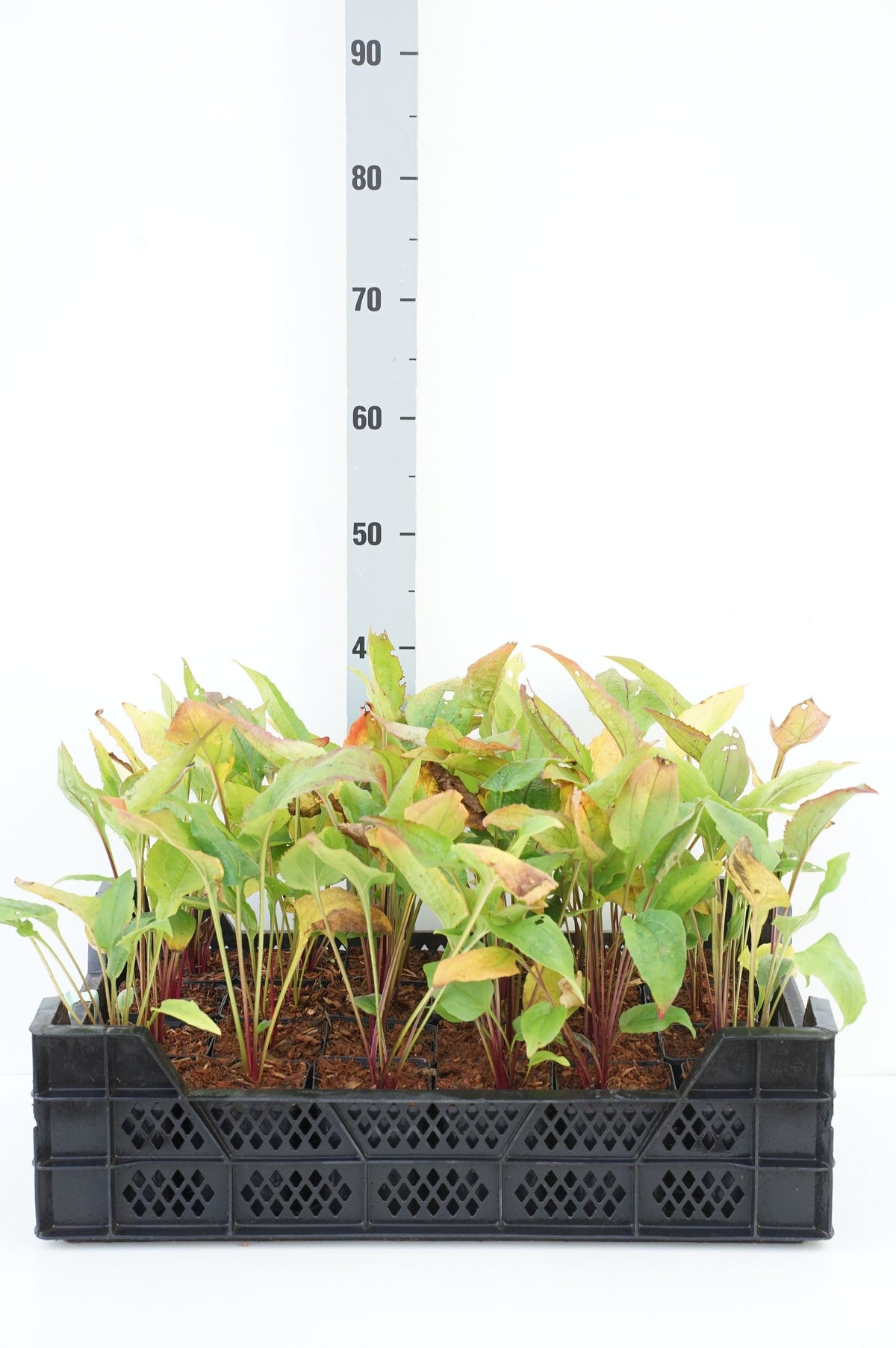Echinacea purpurea 9 cm kruka