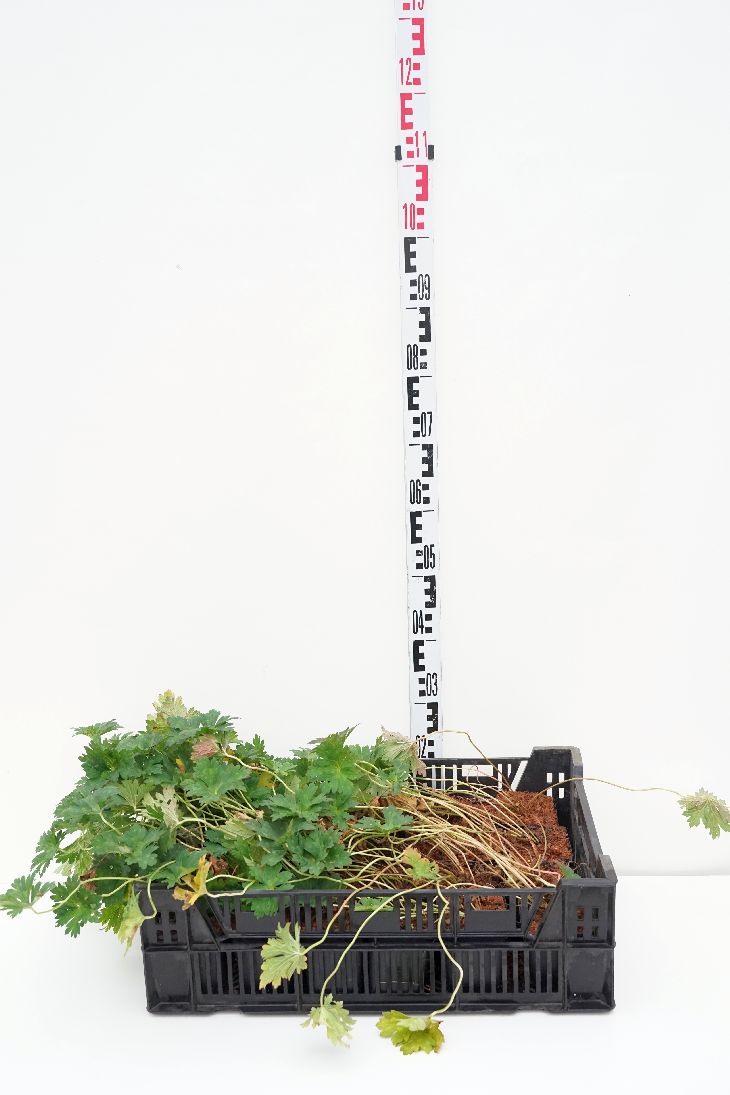 Geranium &