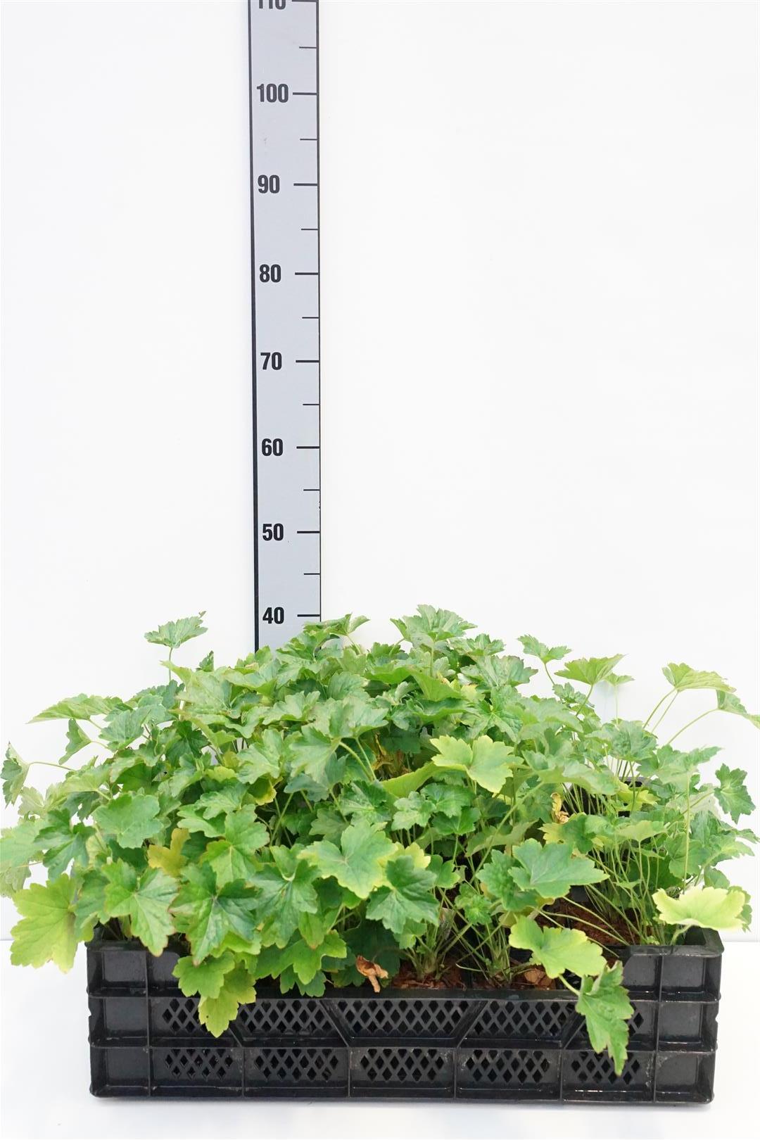 Heuchera villosa &