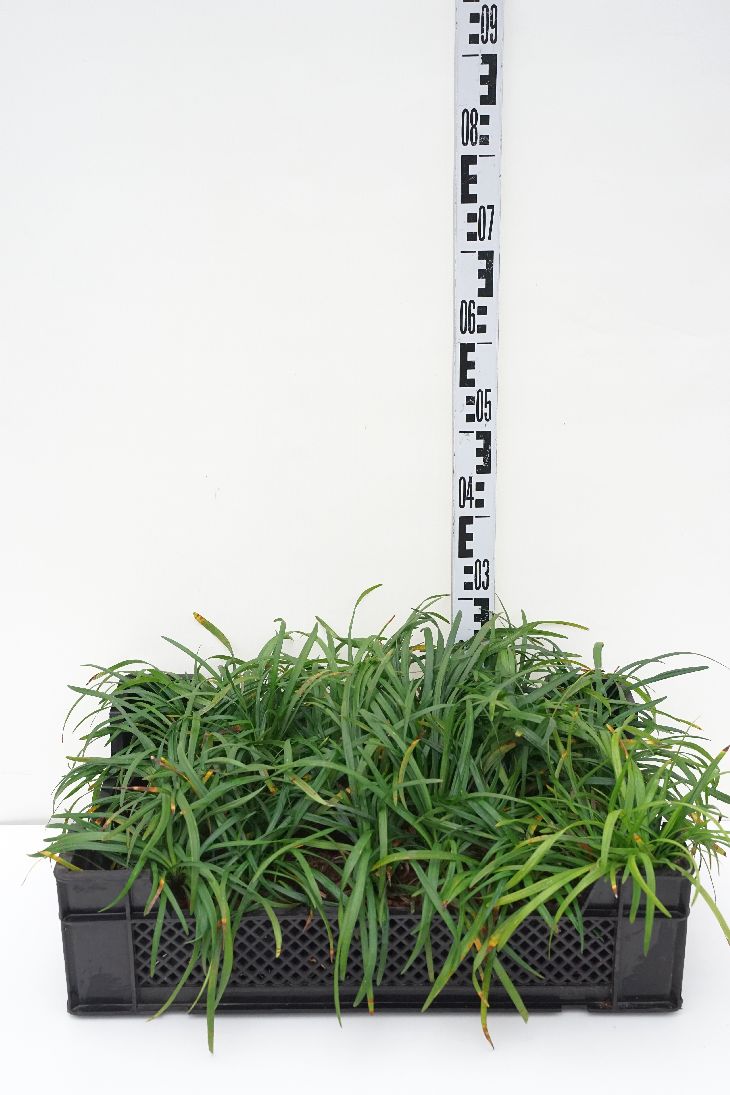 Liriope musc. &