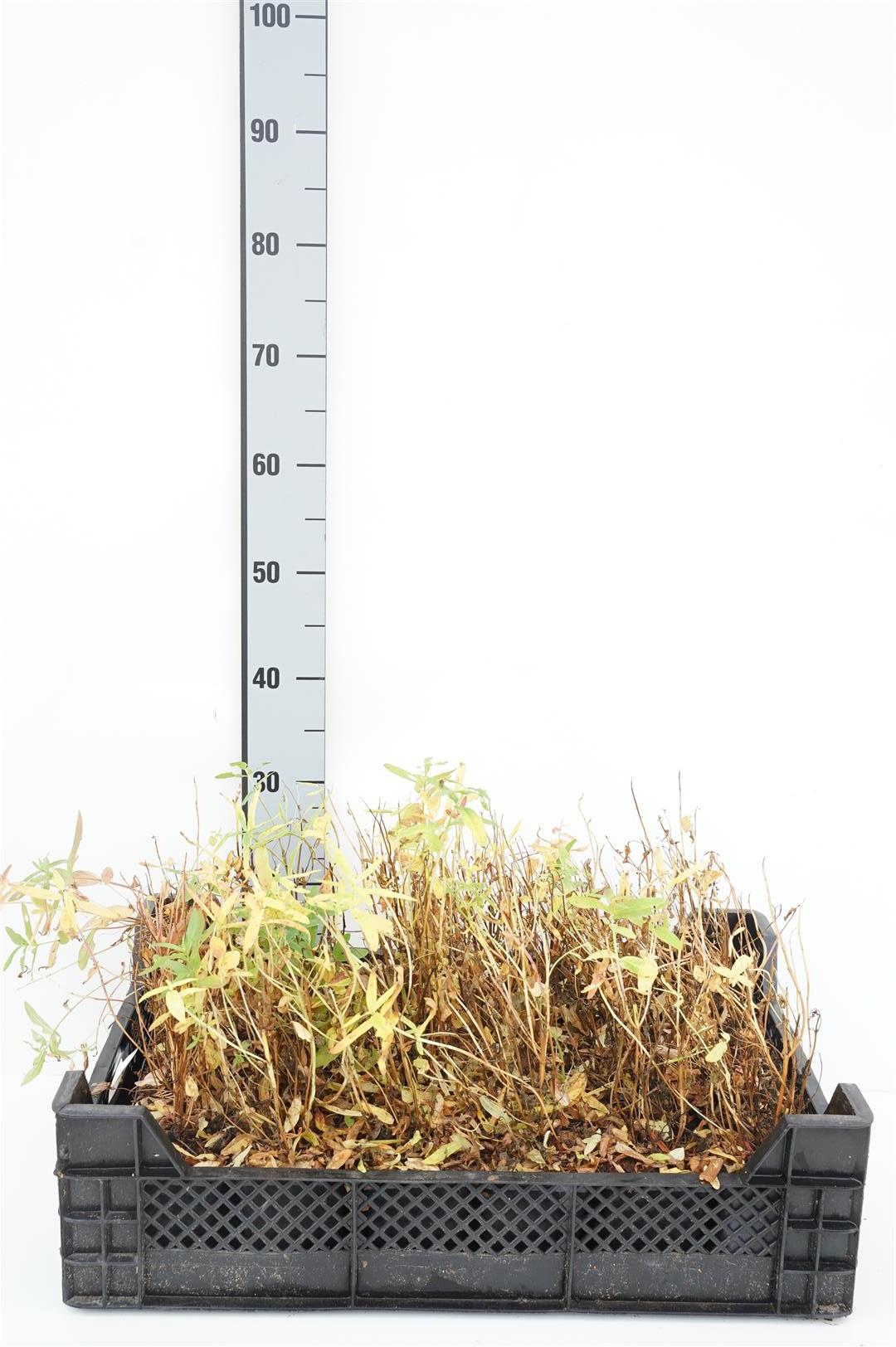 Fackelblomster salicaria - P9