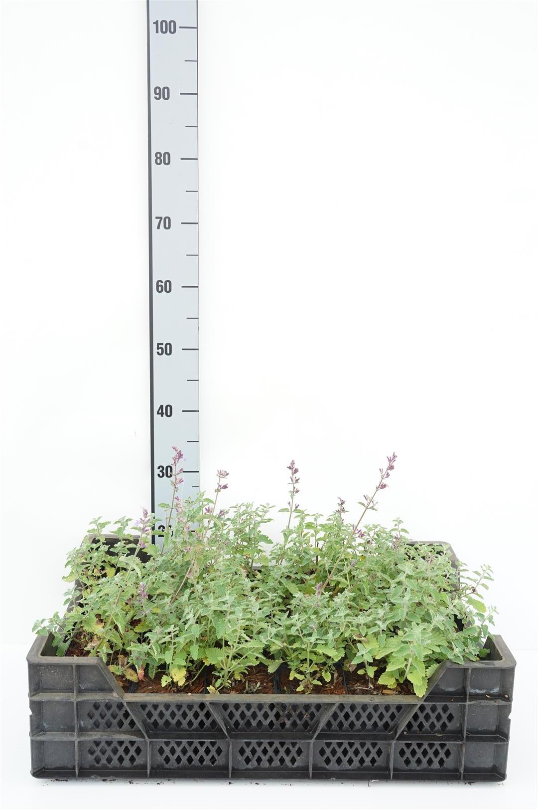Nepeta &