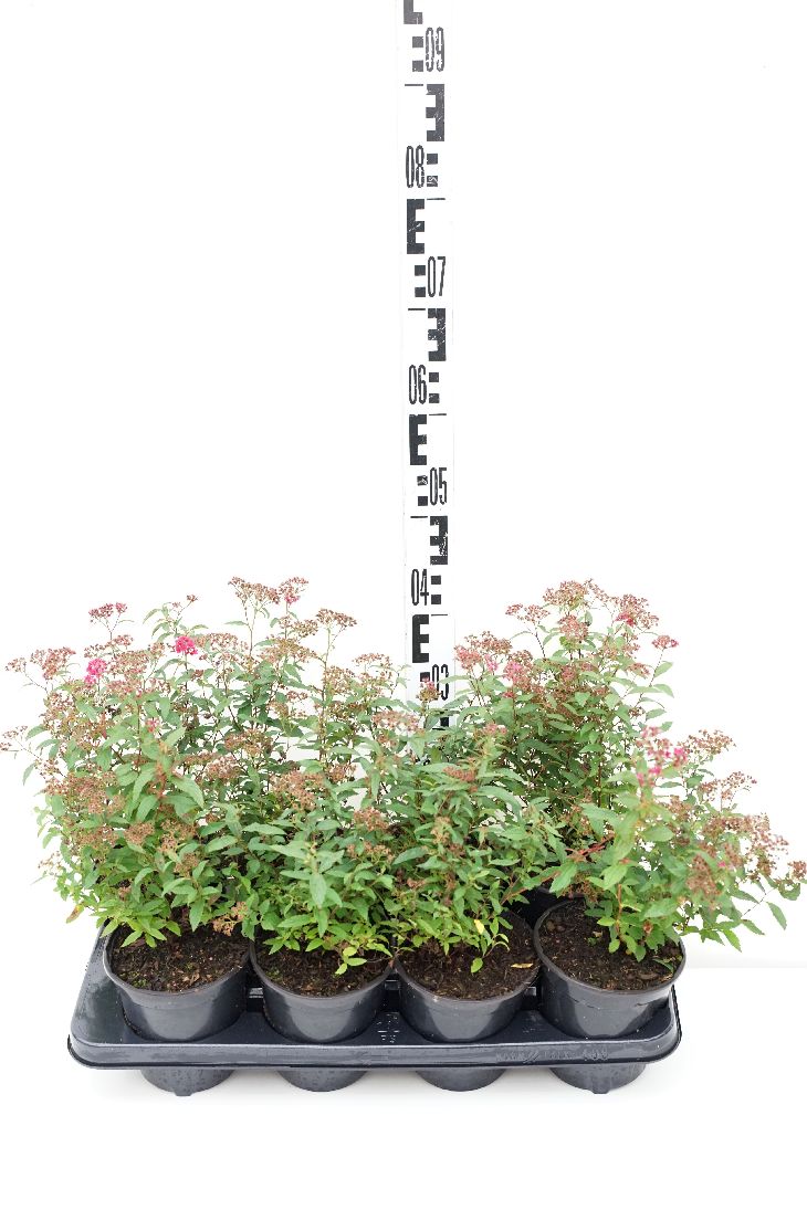 Spiraea japonica &