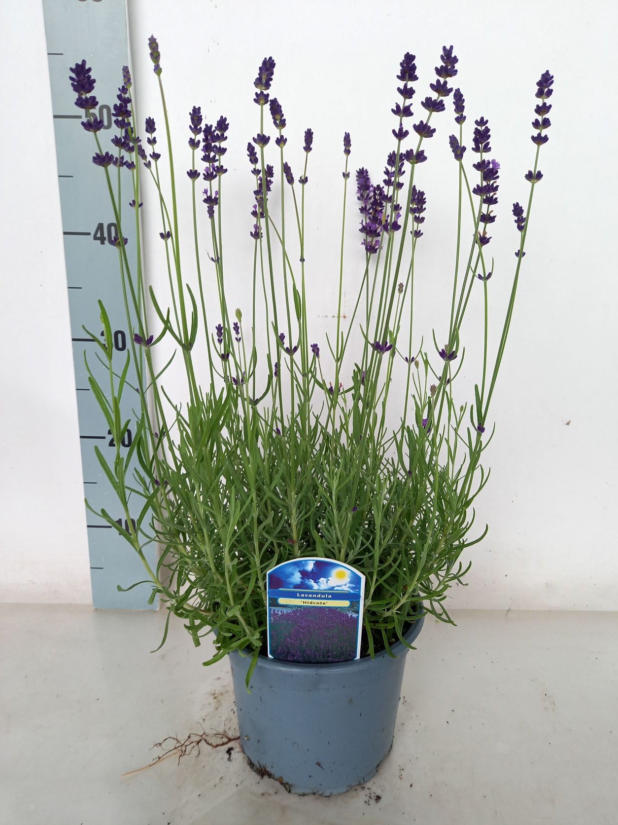Lavendel ang. &