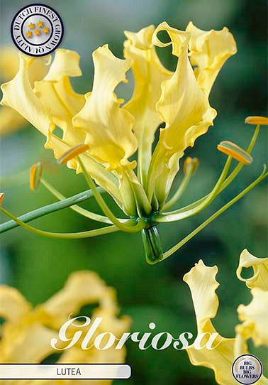 Fritillaria &