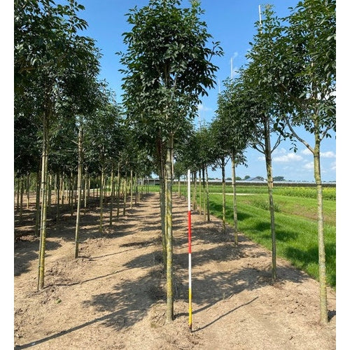 Mannaask - Fraxinus ornus - Stammens omkrets 20-25 cm, höjd 4-4,5 meter, HS,