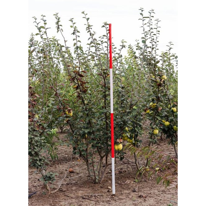 Kvitten - Cydonia oblonga 200-250 MS