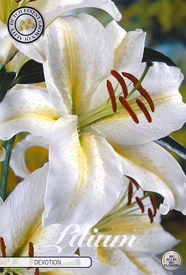 Orientalisk lilja-Lilium Devotion – hel förpackningsbild med blomman, 2-pack. Från Svedberga Plantskola