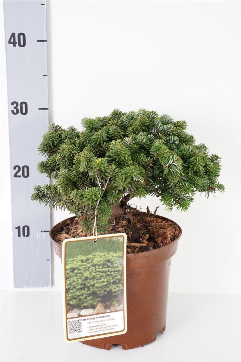 Silvergran koreana &