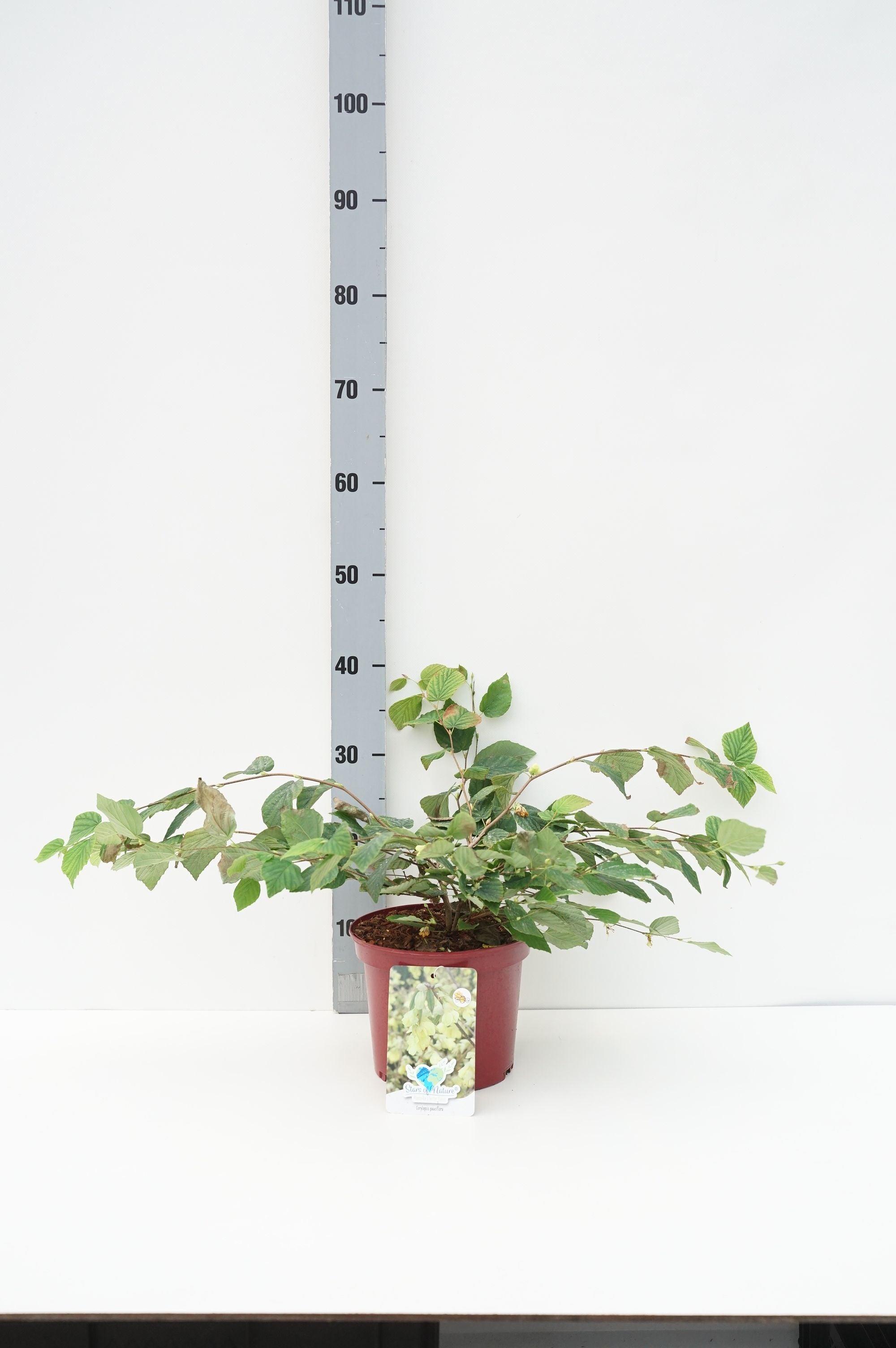 Vårhassel pauciflora - C3/P19 25-30 CM