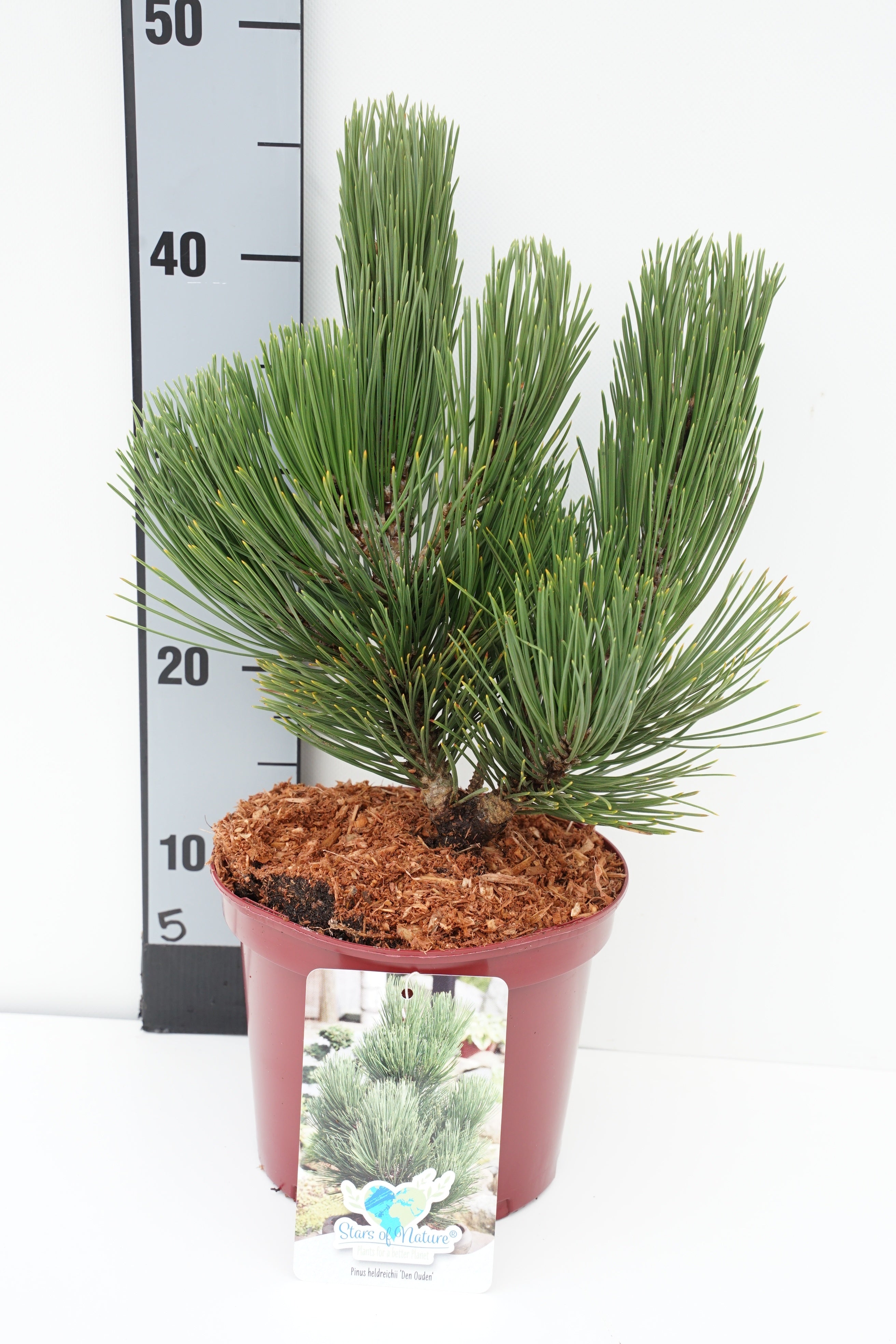 Tall heldreichii &