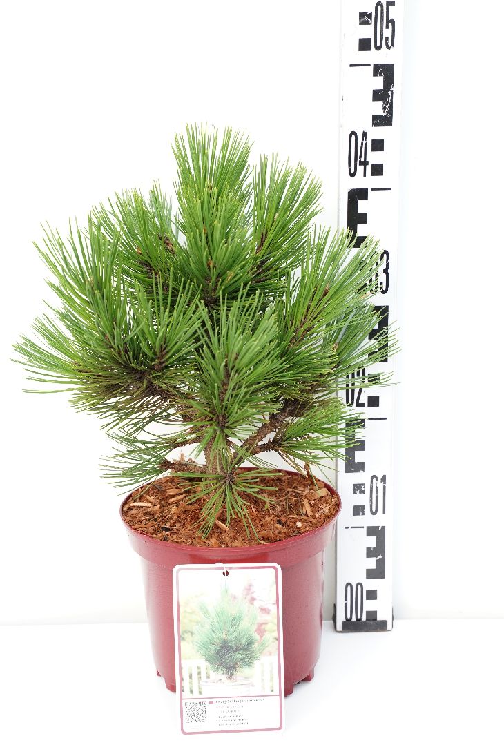 Pinus leuc. &