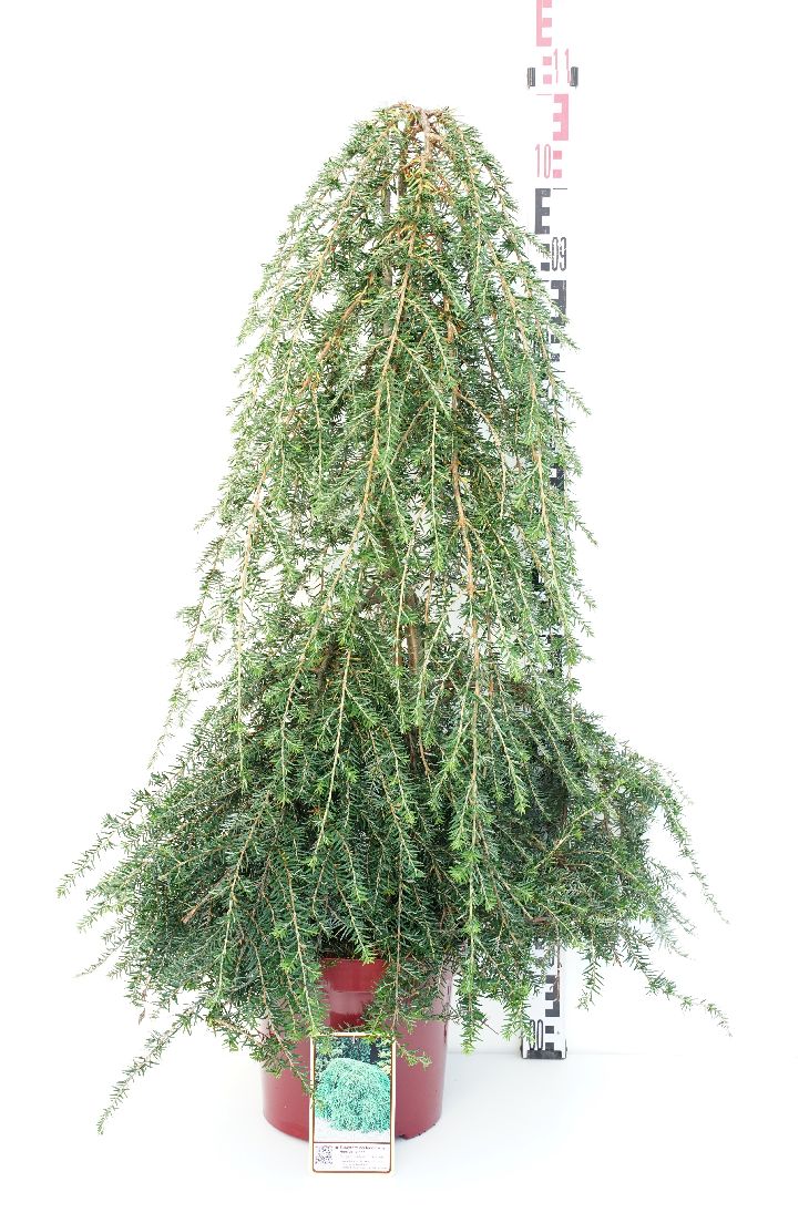 Hemlock can. &