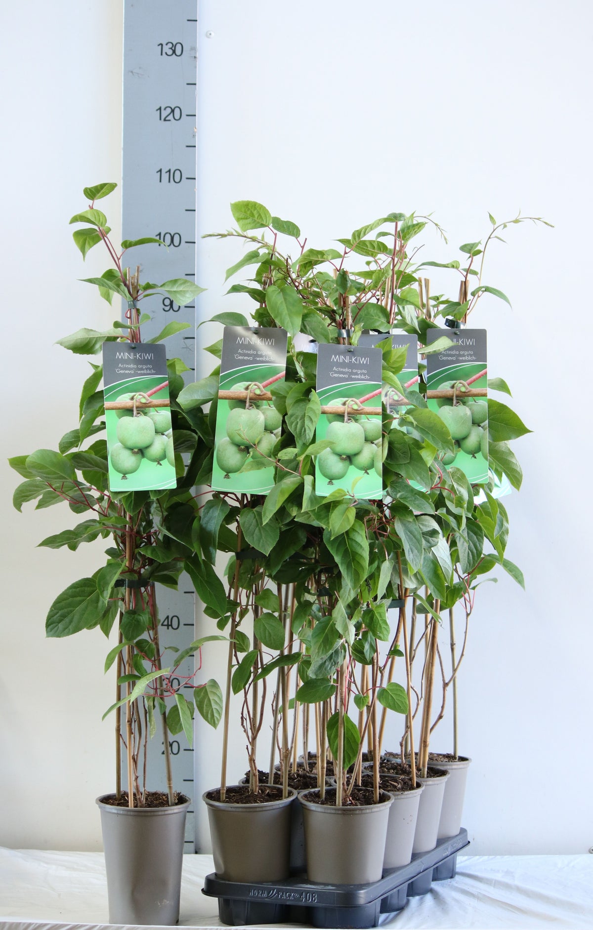 Actinidia arguta &