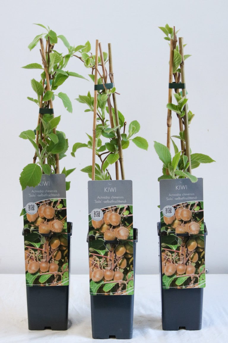 Actinidia delic. &