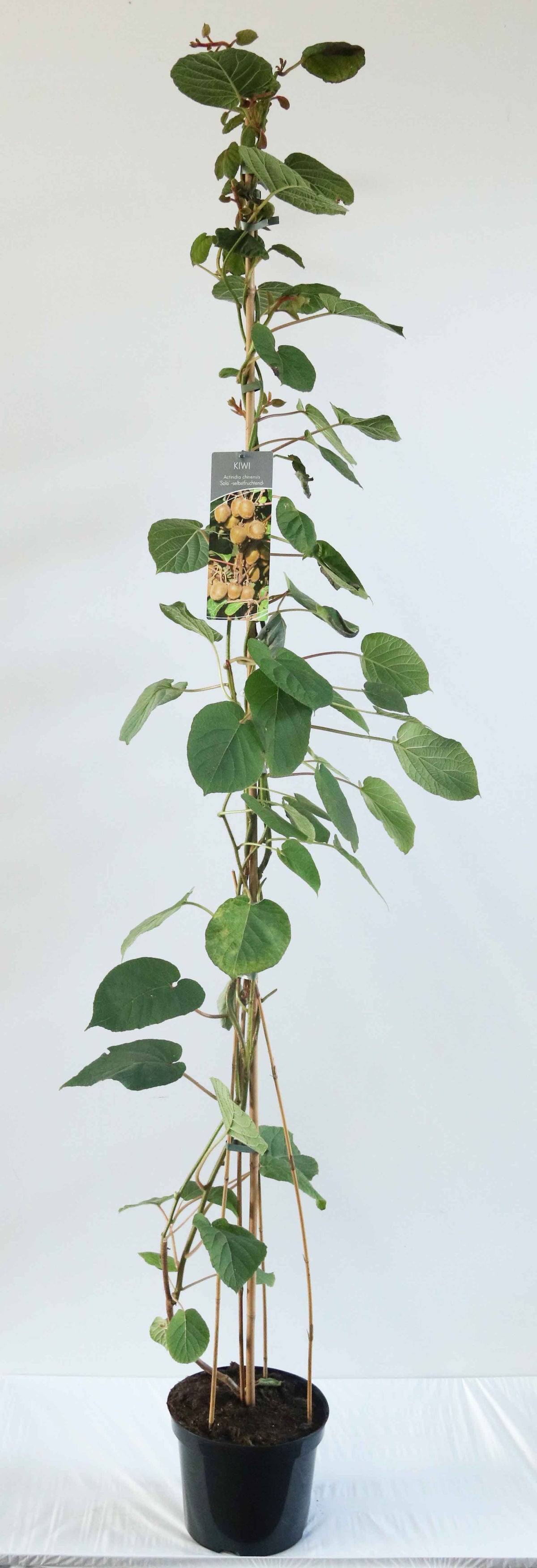 Actinidia delic. &