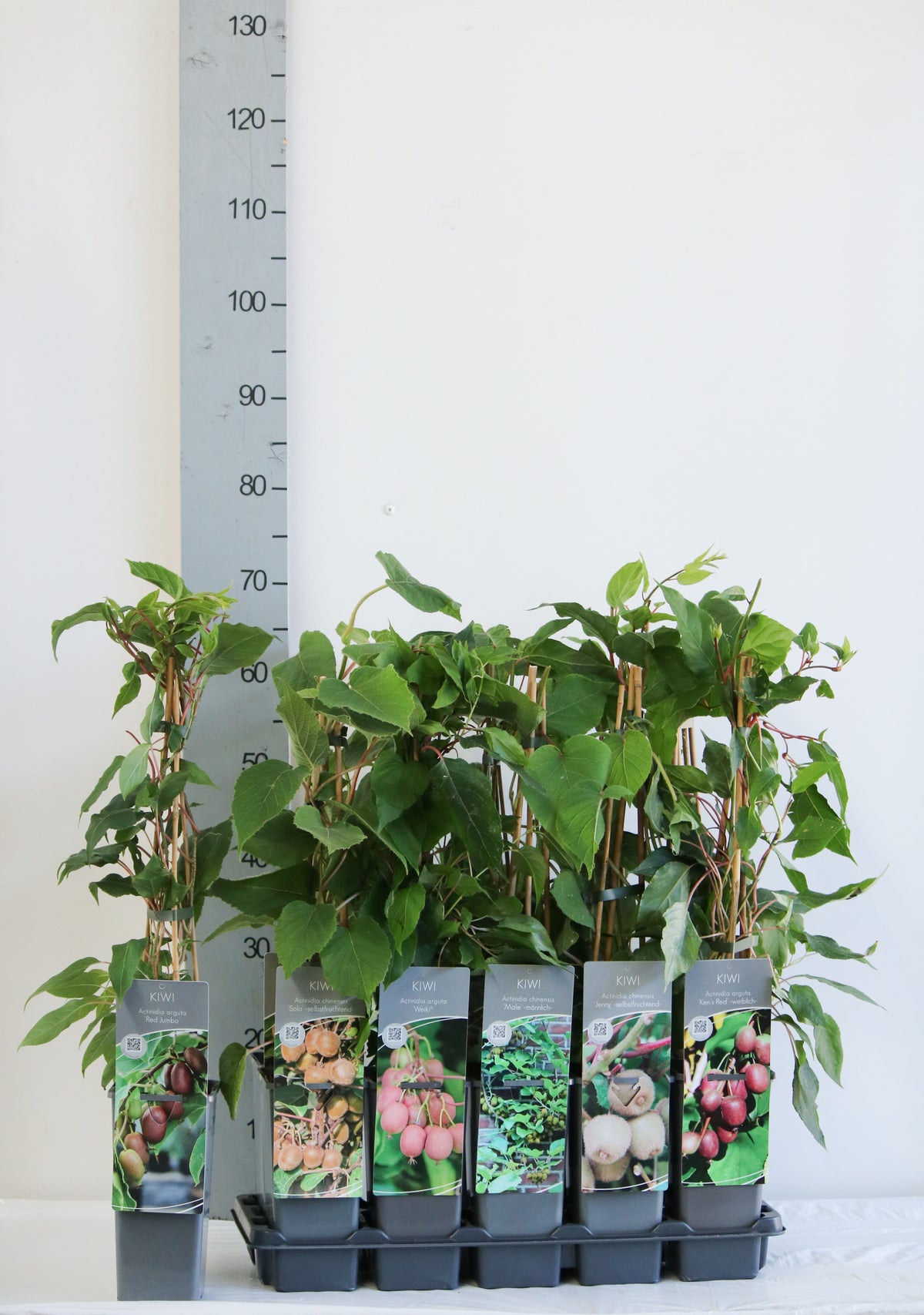 Actinidia i sorter C2 (2 liters kruka) 40-60 cm