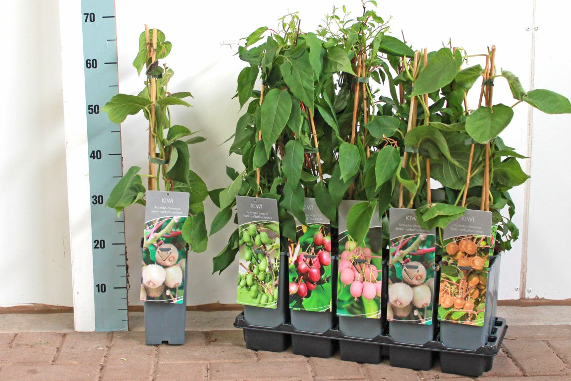 Actinidia i sorter C2 (2 liters kruka) 40-60 cm