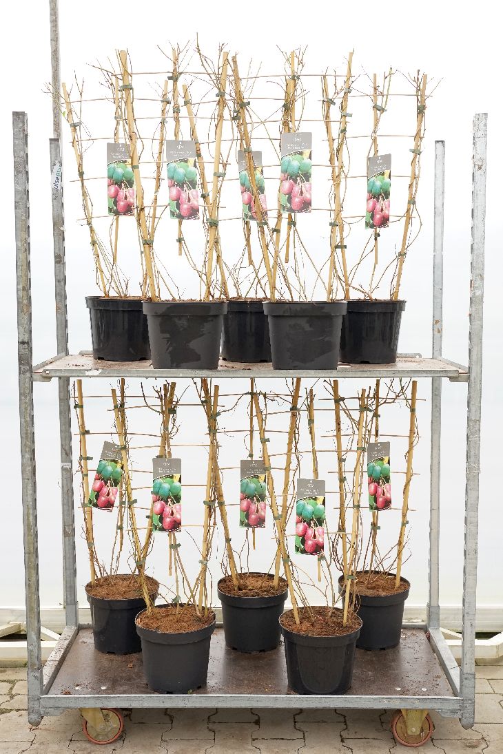 Actinidia kolomikta (duo) C7,5 (7,5 liters kruka) Spaljé