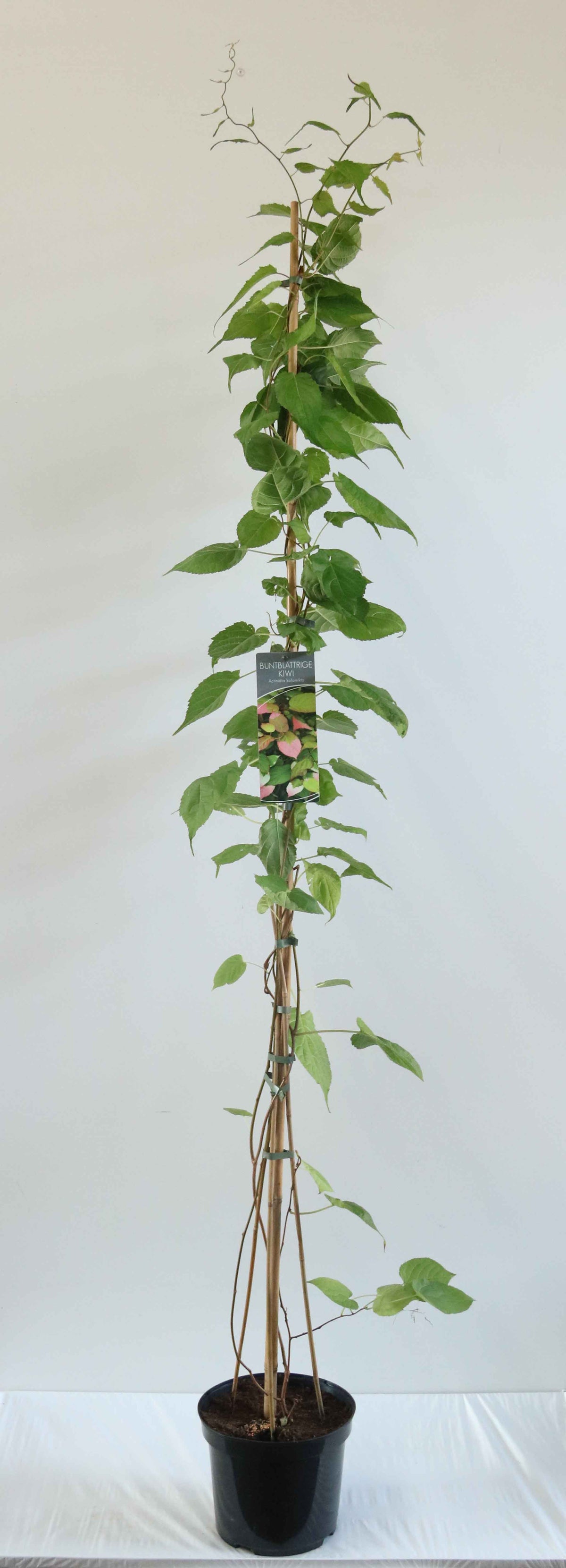 Actinidia kolomikta C7,5 (7,5 liters kruka) 100-150 cm