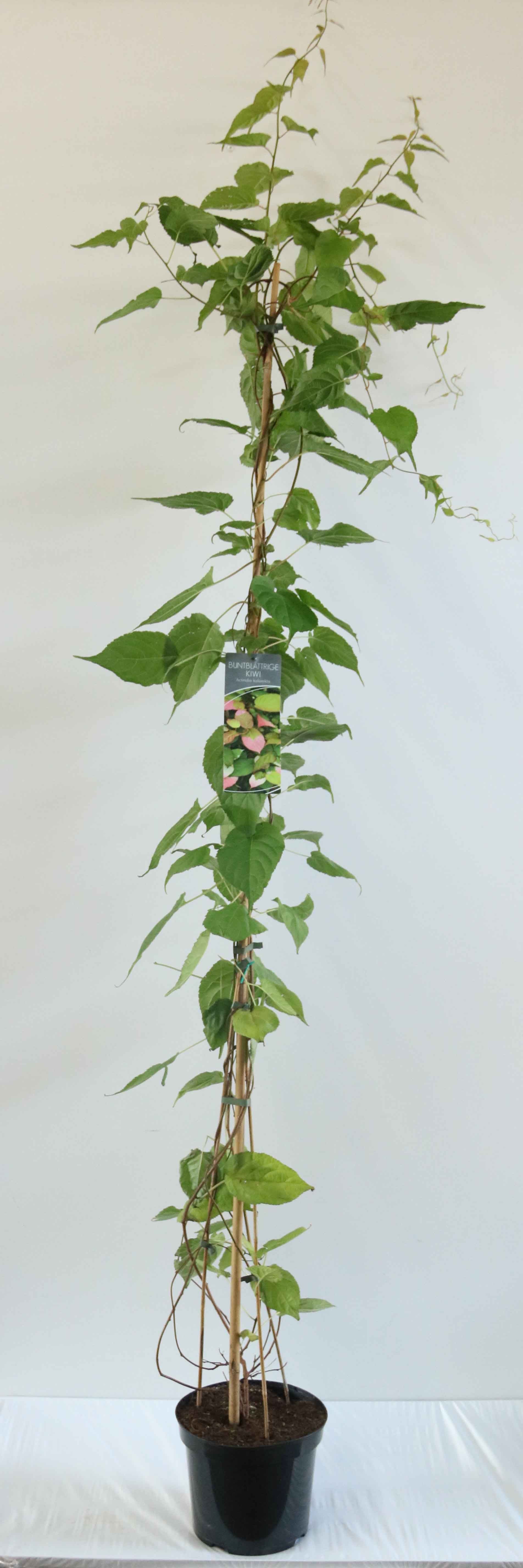Kiwi kolomikta - C7,5/P26 150-200 CM