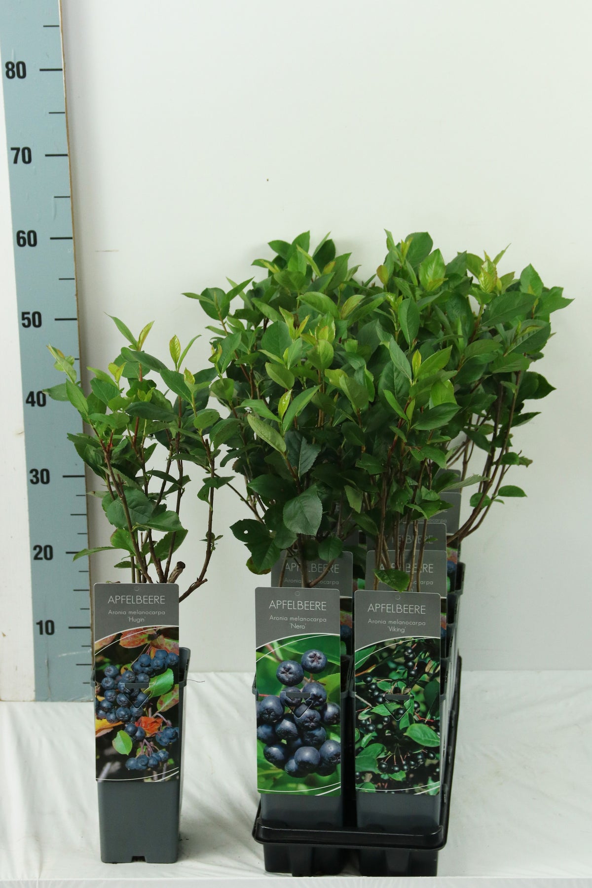 Aronia i sorter C2 (2 liters kruka) / 17 cm kruka 30-40 cm