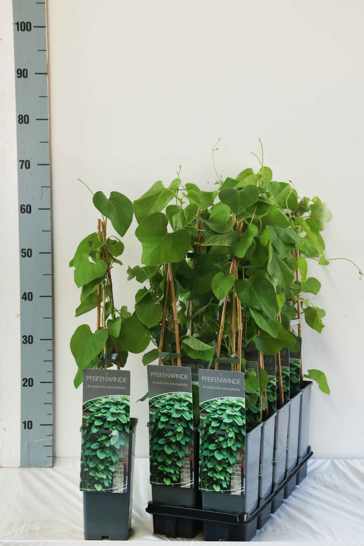 Aristolochia macrophylla C2 (2 liters kruka) 40-60 cm, 3 käppar
