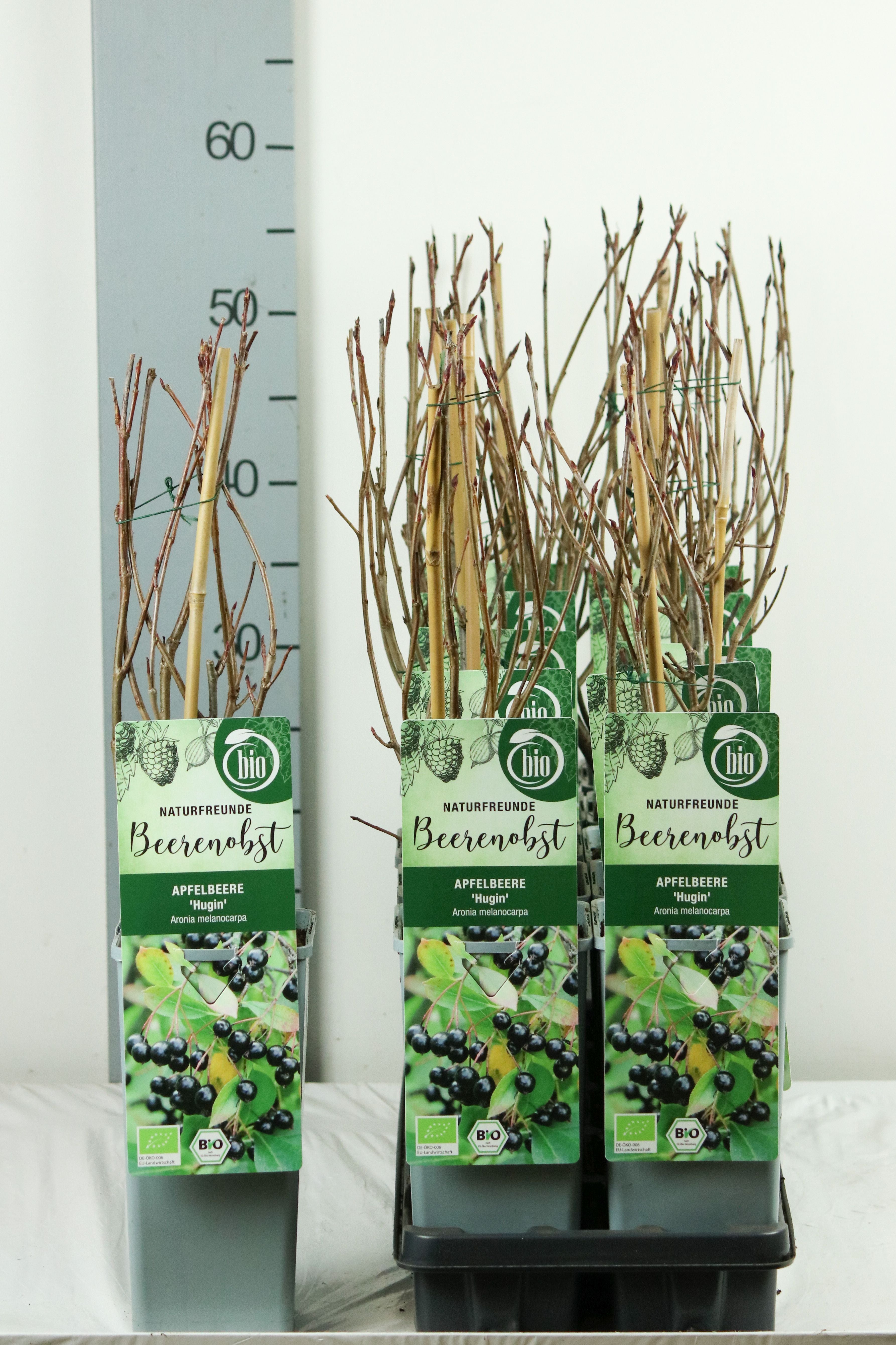 Aronia melanocarpa &