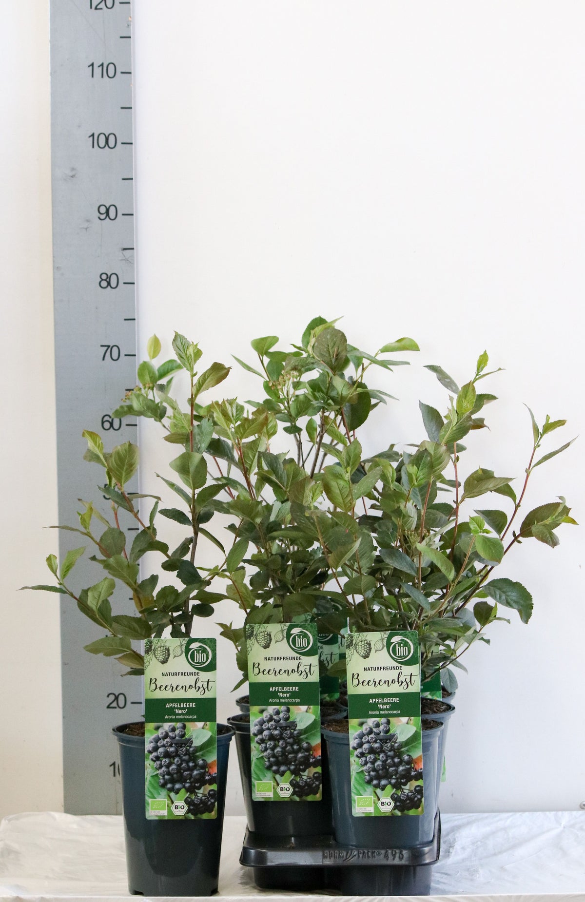 Aronia prun. &