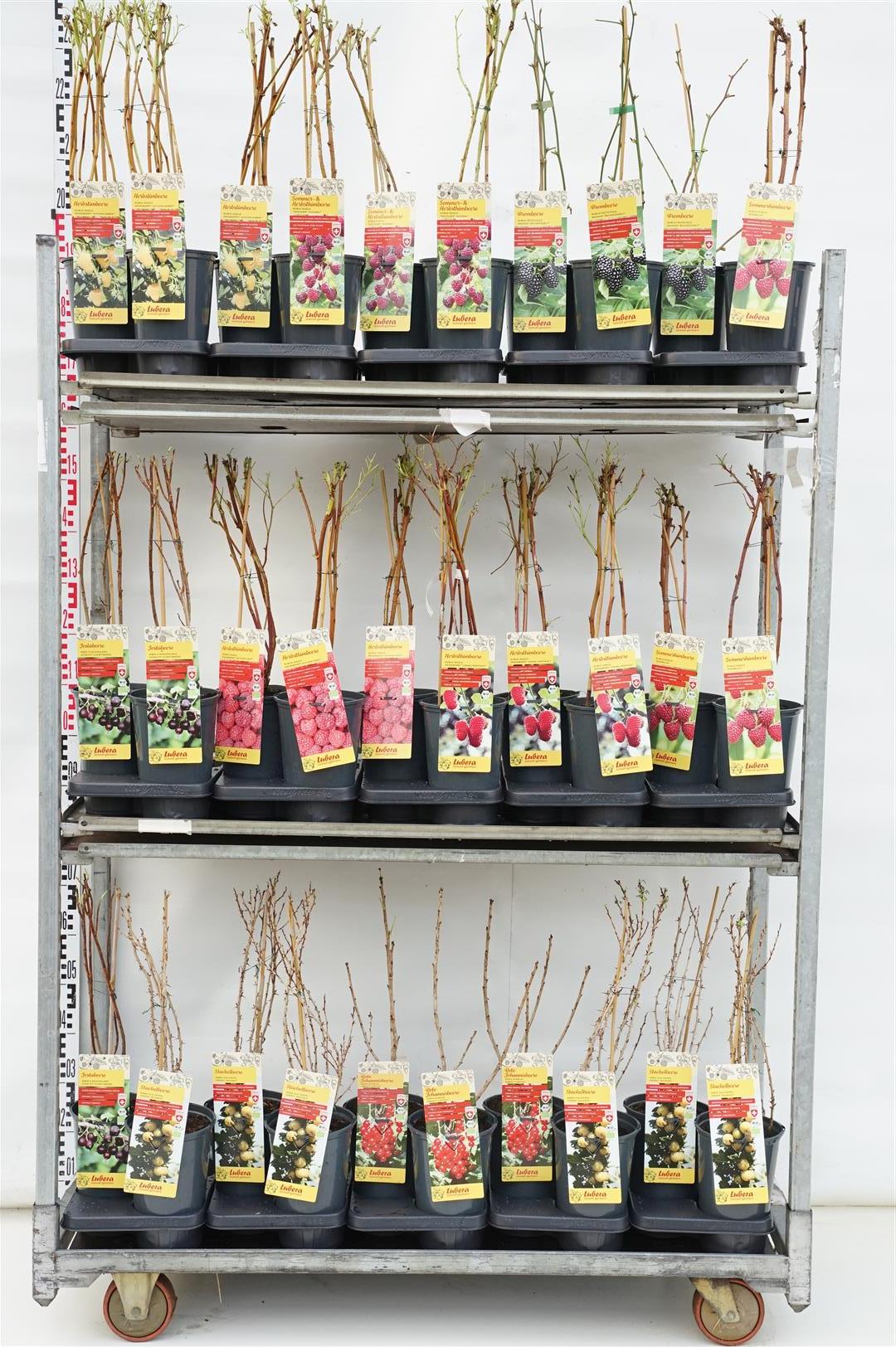 Mix CC Bio Fruktträd Lubera® - C3/P19 40-60 CM