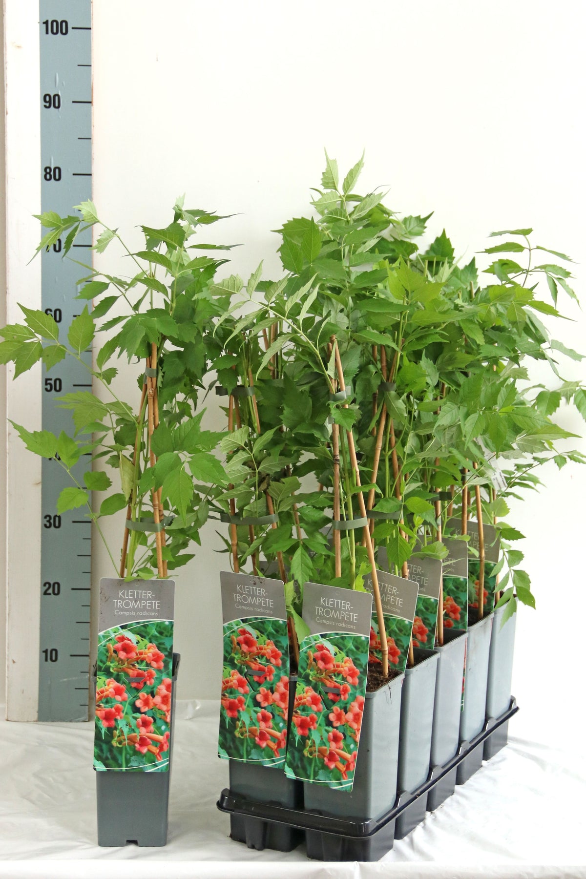 Campsis radicans C2 (2 liters kruka) 40-60 cm