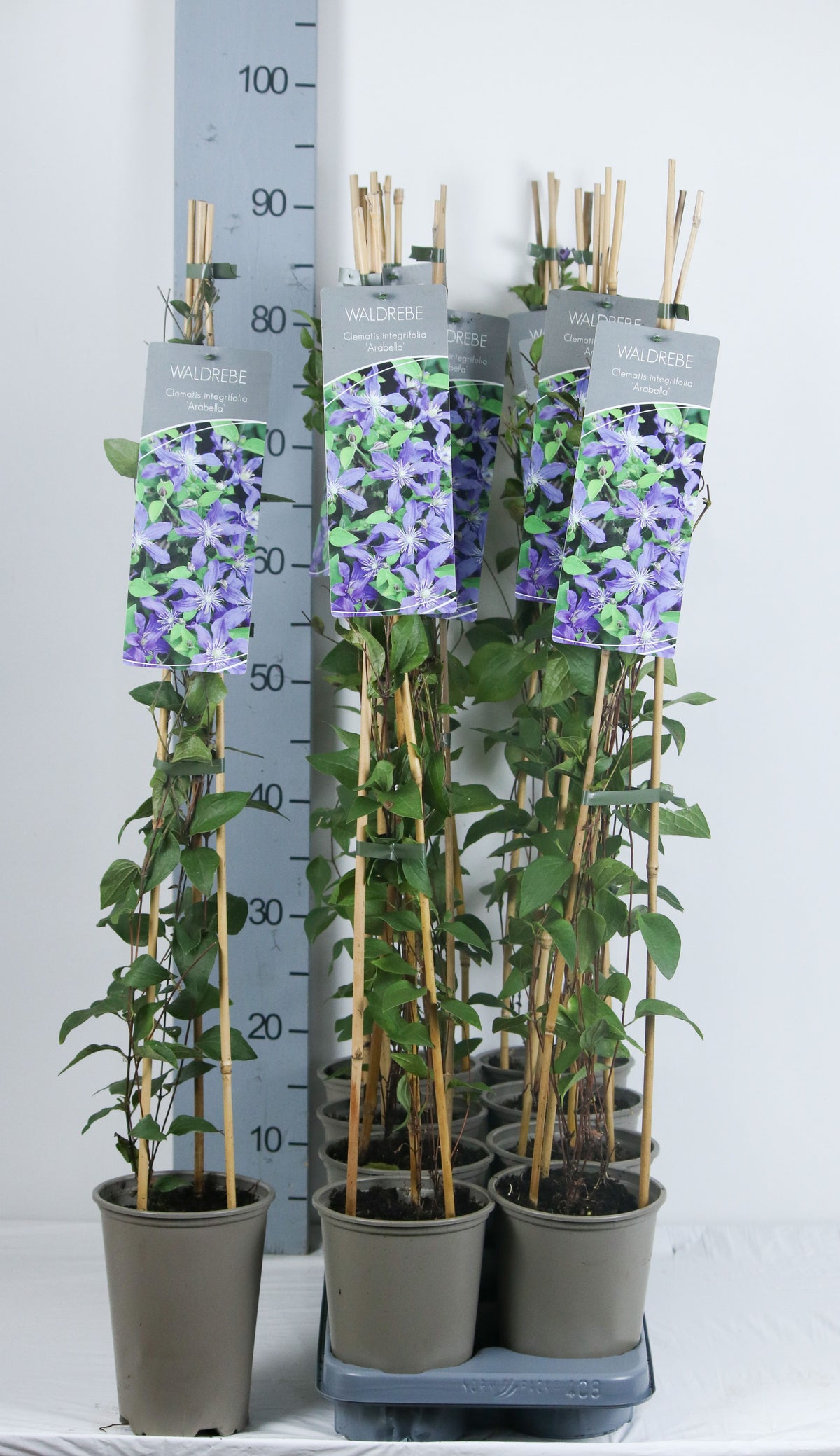 Clematis &