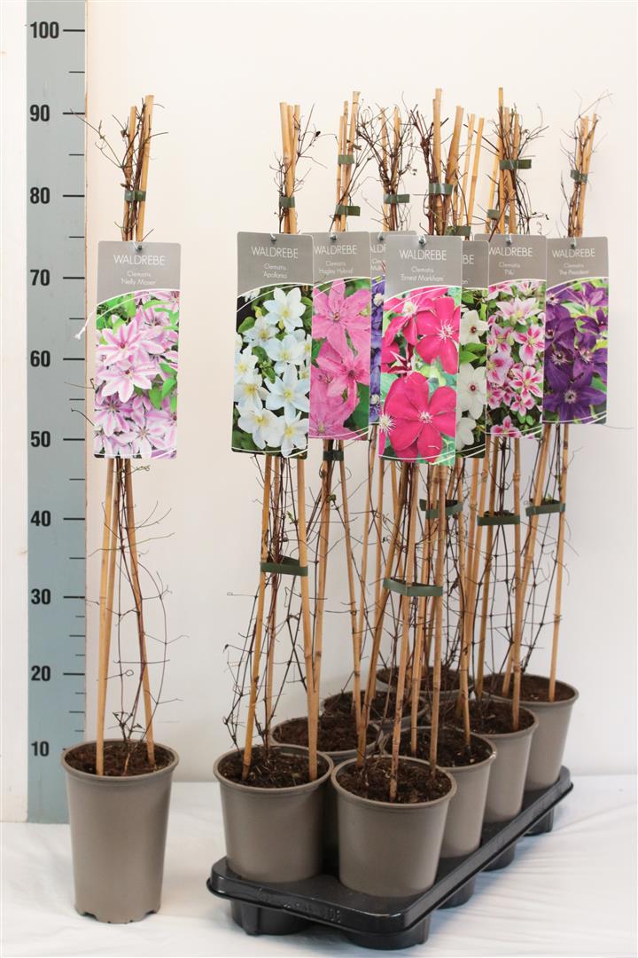 Klematis in cultivars - C2/P17 60-80 CM