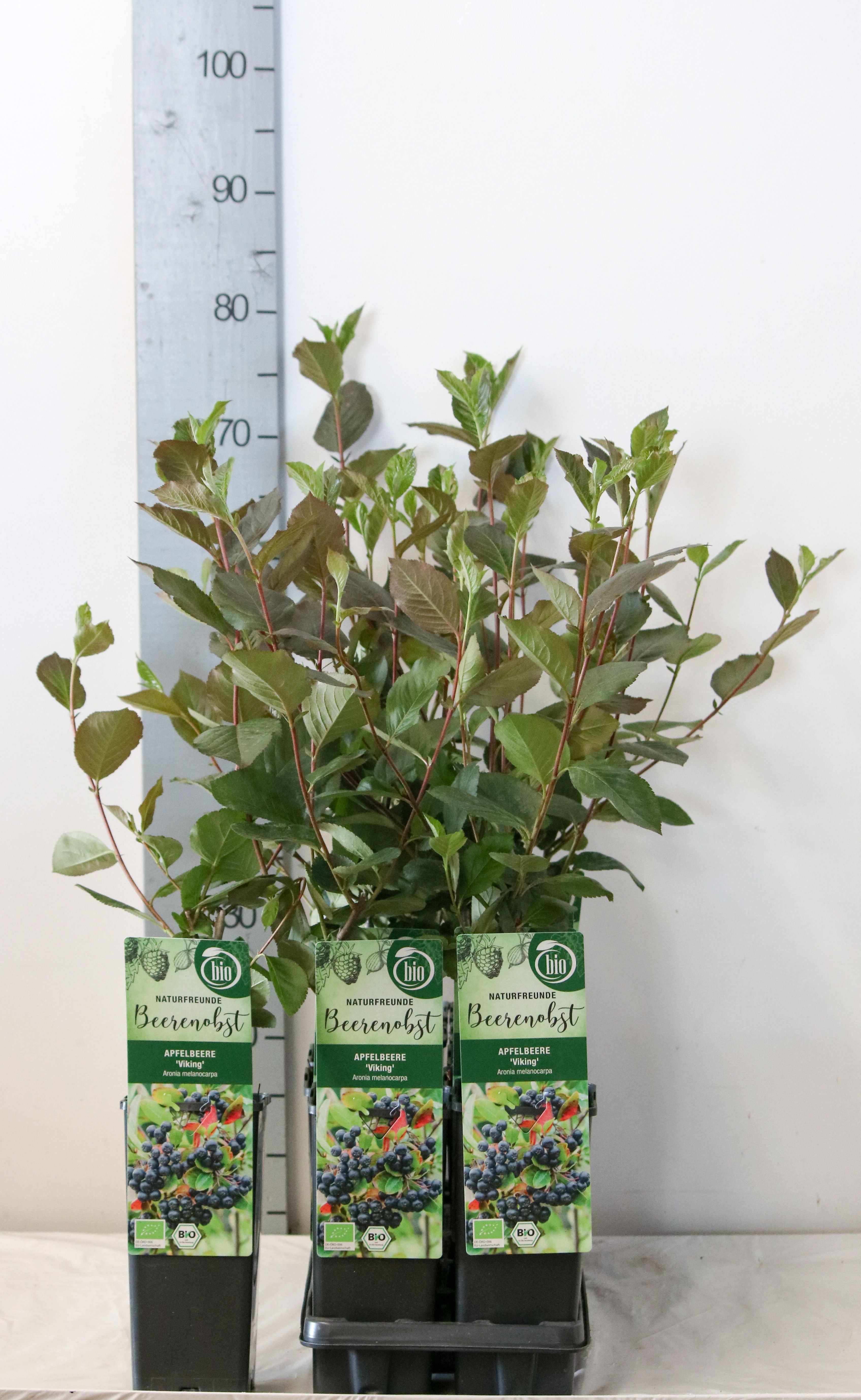 Klematis mont. wilsonii - C2/P17 40-60 CM 3 STICK