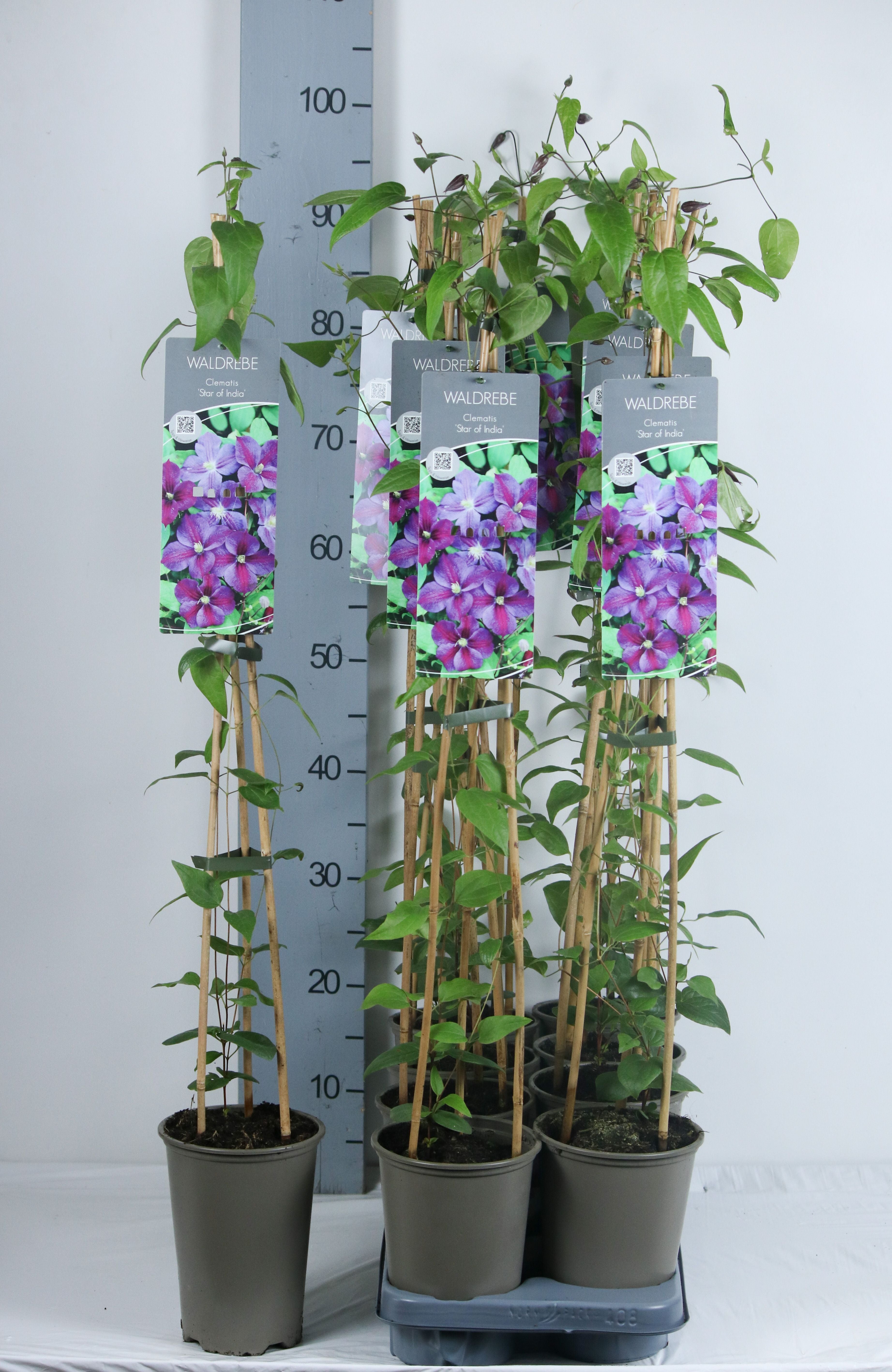 Clematis &