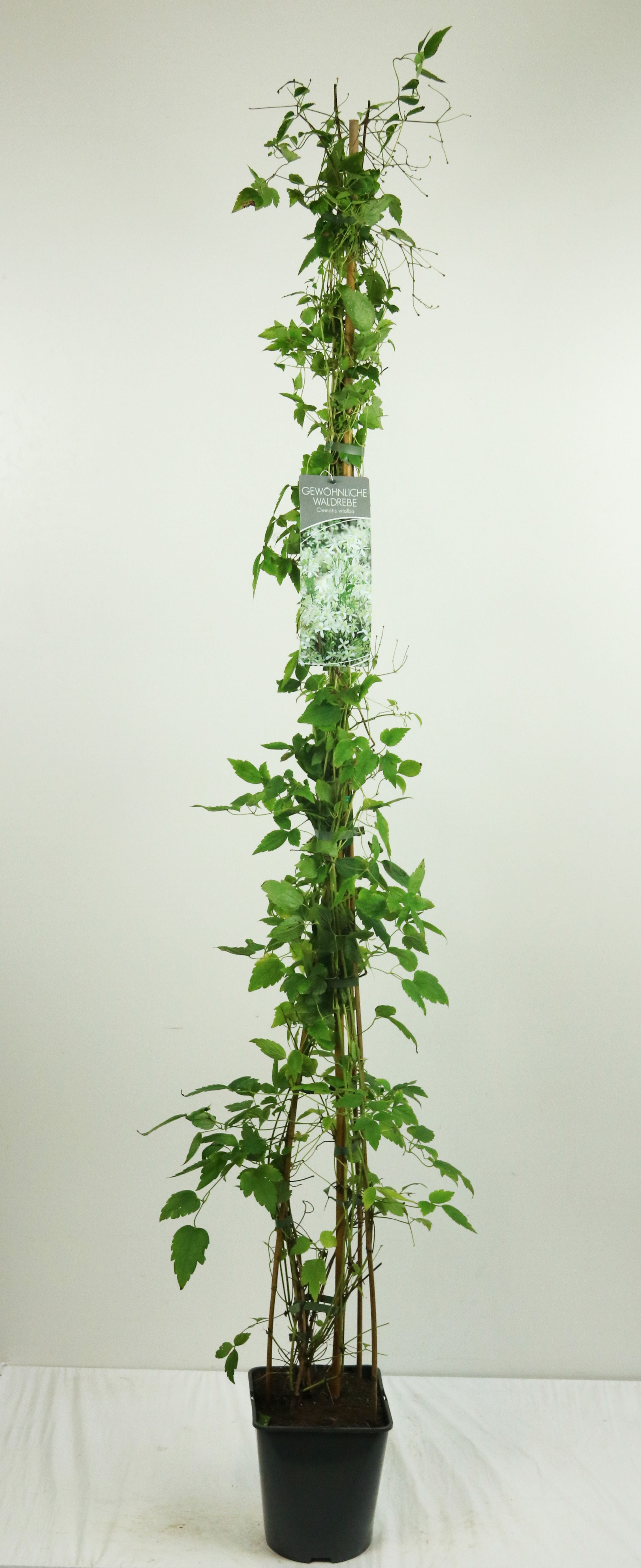 Clematis vit. &