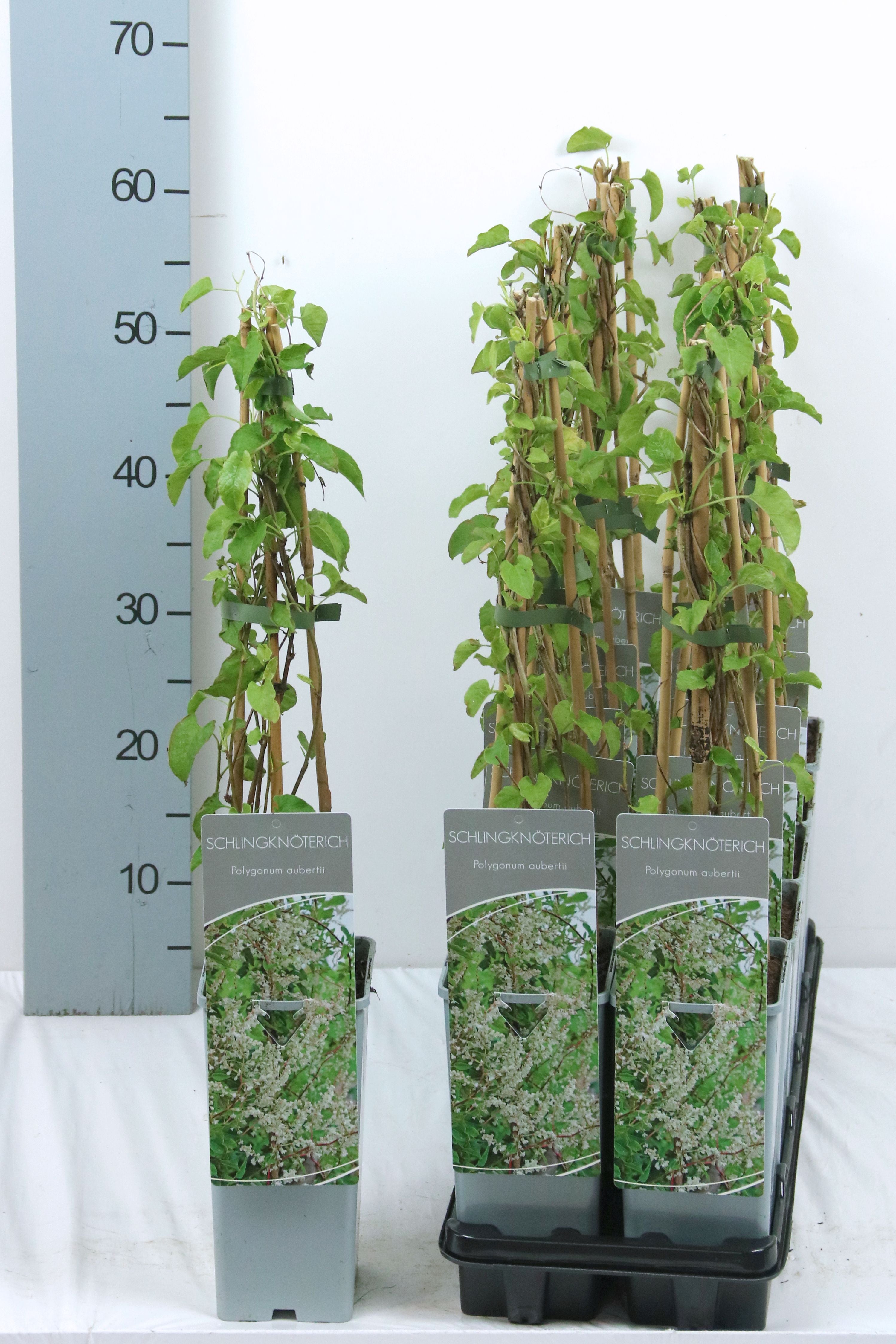 Bokharabinda aubertii - C2/P17 40-60 CM 3 STICK